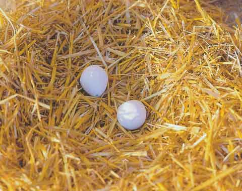 OEUF EN BOIS - lot de 2 pièces