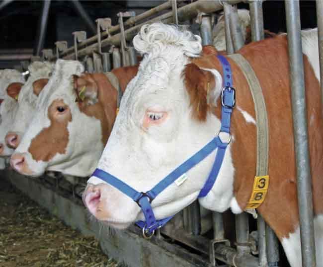 LICOL BOVIN COMICE BLEU