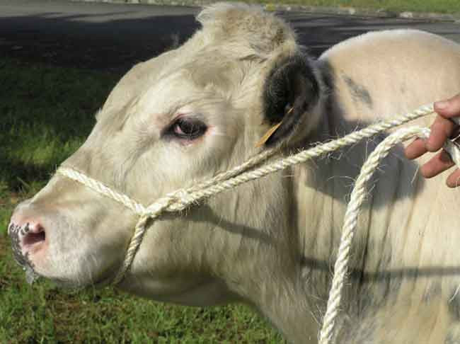 LONGE SISAL  4M D19-20